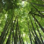 Planta de bambú
