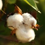 Flor del algodón